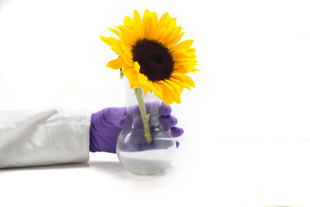 Sun flower in laboratory glasswareの写真素材