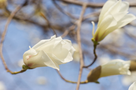 Branch with magnolia flowers. Selective focus.の写真素材