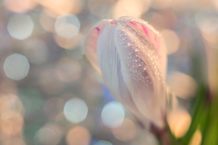 Close up of spring crocus