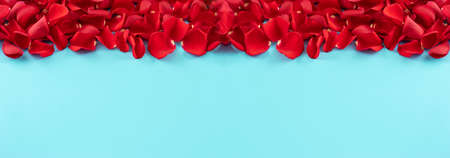 Top view of red petals on blue background. Long banner. Copy space