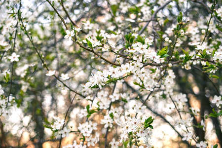 Cherry tree in blossom