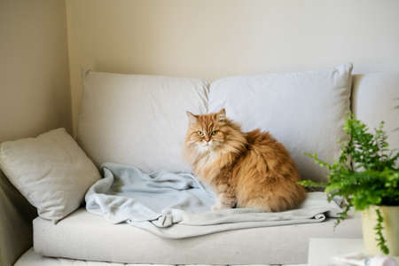 Red-haired cat sitting on sofa at home. Comfort home zoneの写真素材