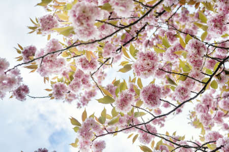 Colorful pink blossoming sakura branches against sky. Camera rotaion 360 degree. Beauty of spring...