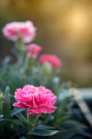 Close up of bright of pink carnation flower in early morning hours. Environment. Well-beingの写真素材