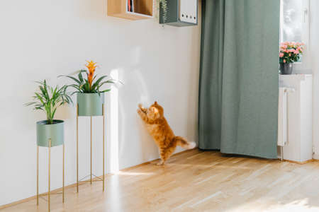 Cute ginger cat playing with sun beam on the white wall indoors. Comfort home zoneの写真素材