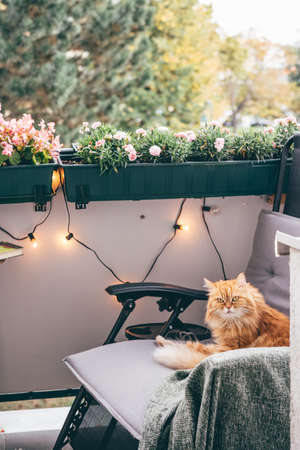 A red-haired cat relaxing in armchair on cosy balcony. Comfort home zone. Autumnの写真素材
