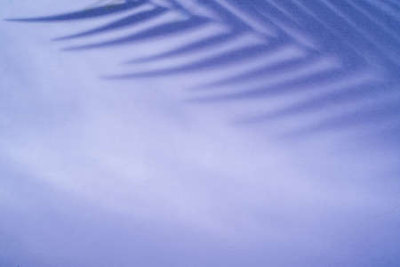 Abstract natural background with shadows from the leaves on violet surface. Spring and summer...