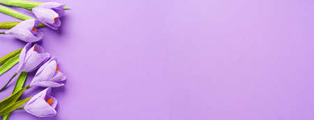 Purple DIY paper crocuses on violet background. Spring holidays. Trendy color of 2022 very peri....