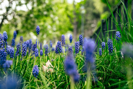 Beautiful blue hyacinth during spring season in the park. Floral pattern and texture. Nature floral...