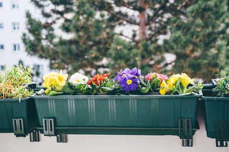 Beautiful primroses bloom on the balcony at spring time. Natural backgound. Home gardeningの写真素材