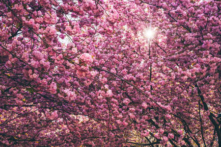 Beautiful Sakura flowers during spring season in the park. Floral pattern texture, Nature floral...