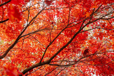 Red maple leaves at early rainy morning in Autumn. Close up. Natural background