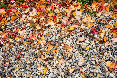 Autumn beautiful natural background of pebble with autumn leaves. Top viewの写真素材