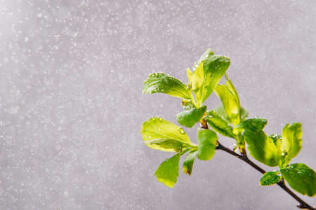 The first spring gentle leaves macro background against white bokeh. Backlit. Spring seasonの写真素材