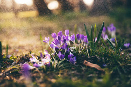 Early wild cocuses in march under sunset rays in a park. Nature floral backgroundの写真素材