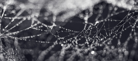 Spider web with water drops on a black background. Abstract minimalistic composition with natural...