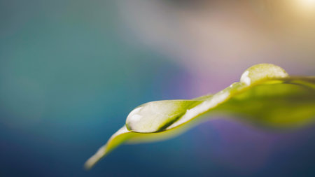 Large beautiful clear transparent water drops falling from a green leaf. Macro shot. Natural green...