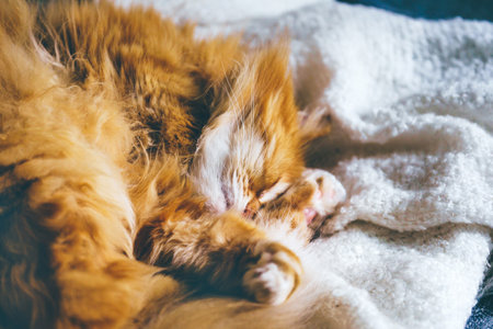 Close up of red furry persian cat sleeping on sofa in sun rays. Domastec cute female catの写真素材