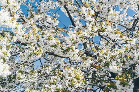 Blossomig tree with white flowers against clear blue sky at spring. Natural floral background