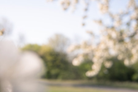 Defocused view of blossoming nature park in spring time. Natural backgrounの写真素材