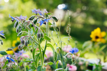 Borage (Borago officinalis) flowers and buds in the green summer garden. The herb Medicinal plant. Taste and smell of cucumbers. Starflowerの写真素材