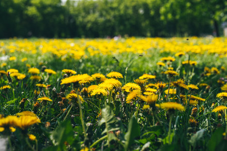 Beautiful dandelion field in sunset light in spring timeの写真素材