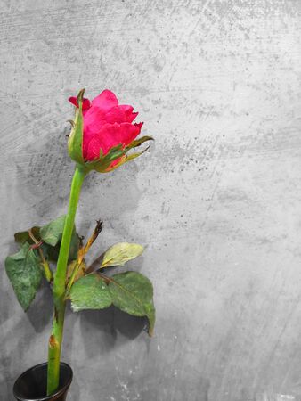 rose of wallの写真素材