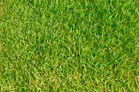 Close up of green grass of football field.の写真素材