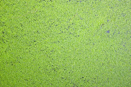 Green duckweed on water as backgrpund 