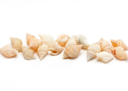 Sea shells border isolated on white background with text space 
