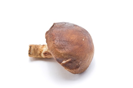 Shitake mushroom isolated on white background の写真素材