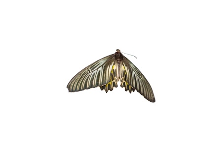 Golden birdwing butterfly isolated on white 