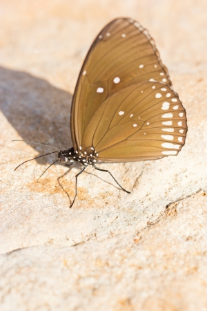 Common Indian Crow Butterflies  Euploea core  の写真素材