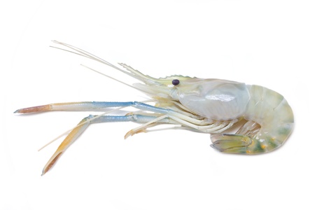 Uncook river shrimp isolated on white の写真素材
