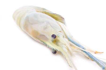 Uncook river shrimp isolated on white の写真素材