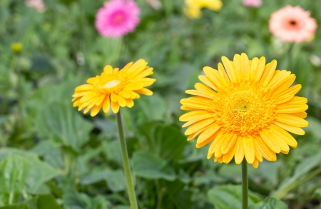 Yellow gerbera flower の写真素材