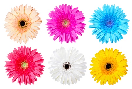 Multicolor gerber daisy isolated on white の写真素材