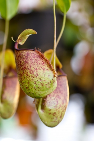 Nepenthes, tropical pitcher plants or monkey cups の写真素材