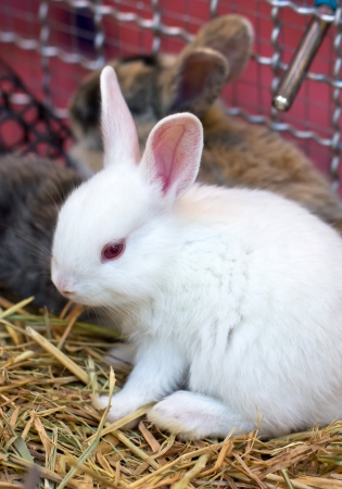 Young white rabbit の写真素材