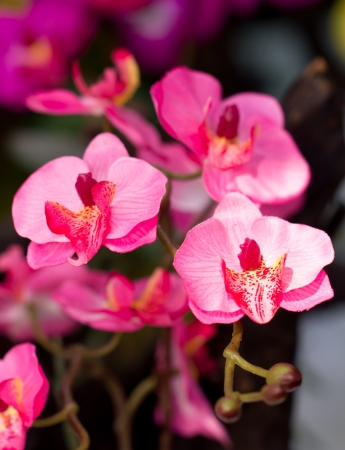 Artificial orchid flower.の写真素材