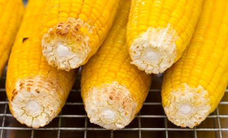 Fresh golden yellow corn roasted on a grill.
