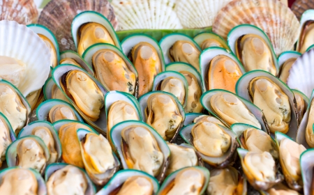 Asian green mussel.の写真素材