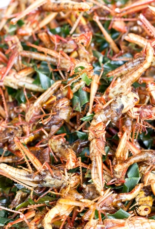 Pile of fried grasshopper の写真素材