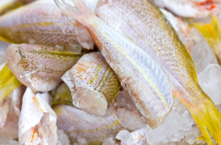 Ornate Threadfin Bream fish with ice の写真素材