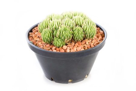 Cactus potted plant isolated on white 