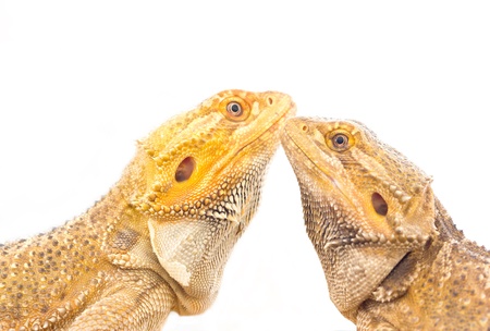 Close up of Bearded dragon の写真素材