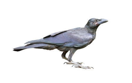 Young black crow on the ground の写真素材