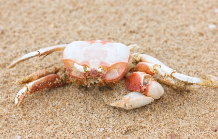 Dead crab on beach の写真素材