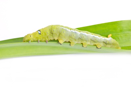 Caterpillar Oleander Hawk-moth  Daphnis nerii  Isolated on White 