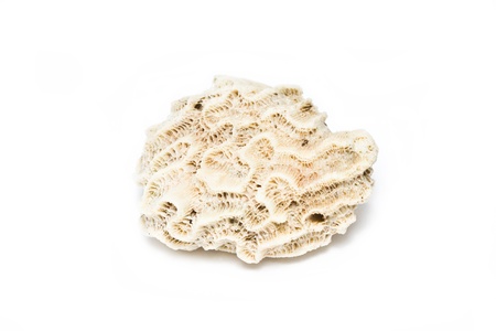 Brain coral stone isolated on white の写真素材